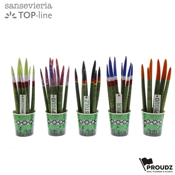 Sansevieria Topline Proudz&#174; mix Voetbal beker