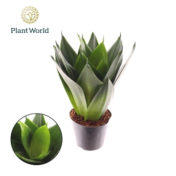 Sansevieria Black Dragon