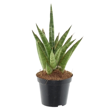 Sansevieria &#39;Starshooter&#39; P10,5