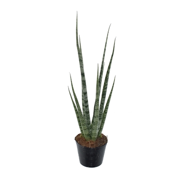 Sansevieria &#39;Digitorum&#39; P10,5
