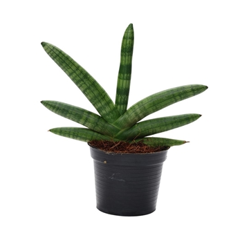 Sansevieria Skyline P10,5
