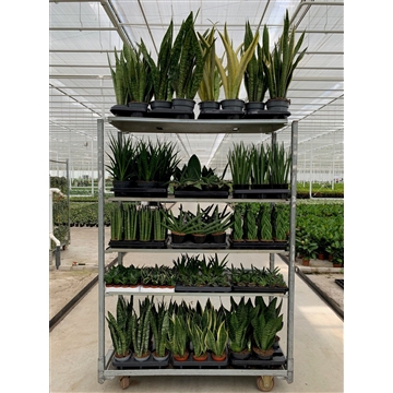 Sansevieria mix CC (verschillende soorten)