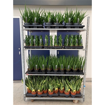 Sansevieria mix CC (soort per laag)