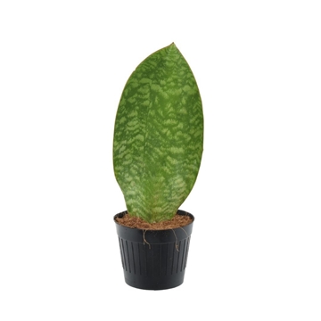 Sansevieria ‘Masoniana’ Whale Fin P10.5