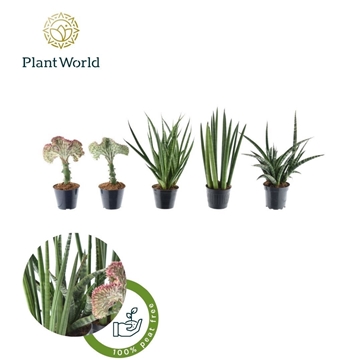 Sansevieria Mix Simpson P10,5