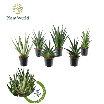 Sansevieria Mix Tanami P12