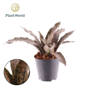 Sansevieria Copper Tone P12