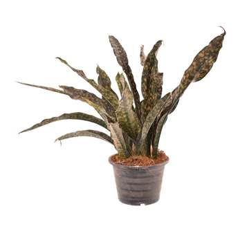Sansevieria Copper Tone P19