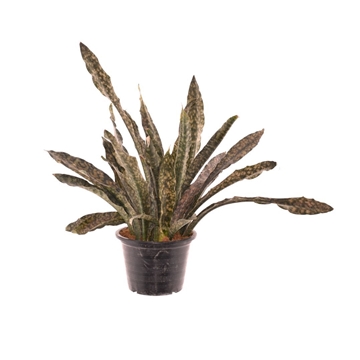 Sansevieria Copper Tone P24
