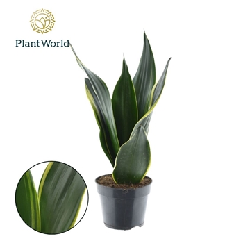 Sansevieria Golden Diamond