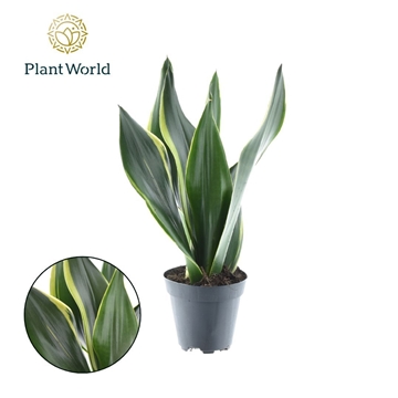 Sansevieria Golden Diamond