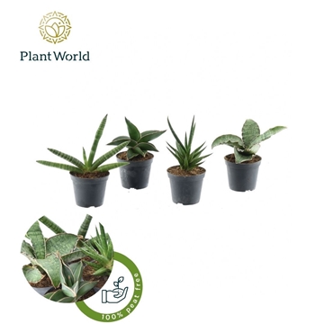 Sansevieria mix Victoria P8,5