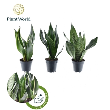 Sansevieria trifasciata Mix Ordos P12