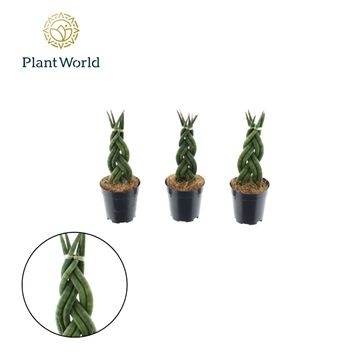 Sansevieria cylindrica &#39;Twist&#39; P6