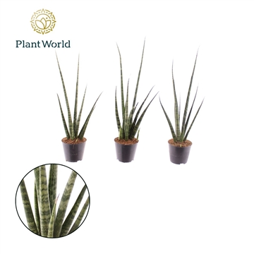 Sansevieria &#39;Digitorum&#39; P8,5