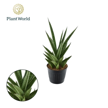 Sansevieria &#39;Dancing Queen&#39; P10,5