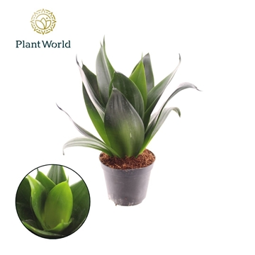 Sansevieria Black Dragon p8,5