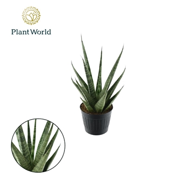 Sansevieria Sem P10.5