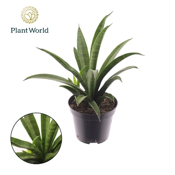 Sansevieria trifasciata &#39;Tess&#39; p8,5