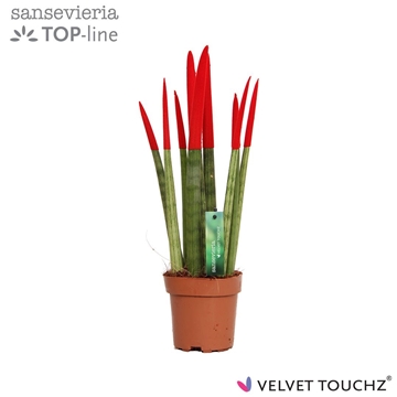 Sansevieria VELVET TOUCHZ&#174; Rood