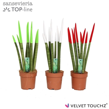 Sansevieria VELVET TOUCHZ&#174; Itali&#235;