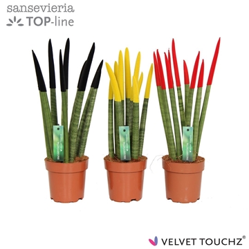 Sansevieria VELVET TOUCHZ&#174; Duitsland/Belgie