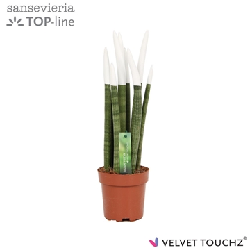 Sansevieria VELVET TOUCHZ&#174; Wit