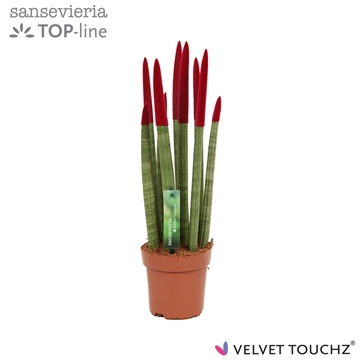 Sansevieria VELVET TOUCHZ&#174; Bordeaux