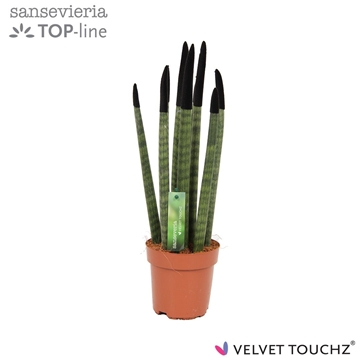 Sansevieria VELVET TOUCHZ&#174; Zwart