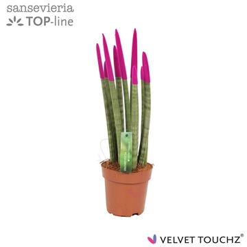 Sansevieria VELVET TOUCHZ&#174; Fuchsia