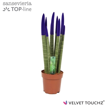 Sansevieria VELVET TOUCHZ&#174; Paars