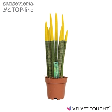 Sansevieria VELVET TOUCHZ&#174; Geel