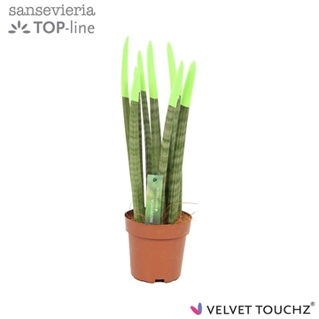 Sansevieria VELVET TOUCHZ&#174; Groen