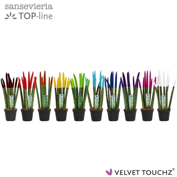 Sansevieria VELVET TOUCHZ&#174; Mix