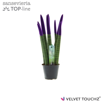 Sansevieria VELVET TOUCHZ&#174; Paars
