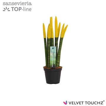 Sansevieria VELVET TOUCHZ&#174; Geel