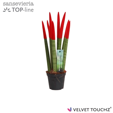 Sansevieria VELVET TOUCHZ&#174; Rood