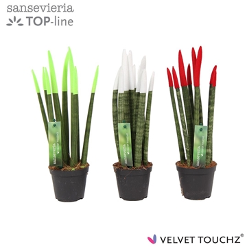 Sansevieria VELVET TOUCHZ&#174;Itali&#235;