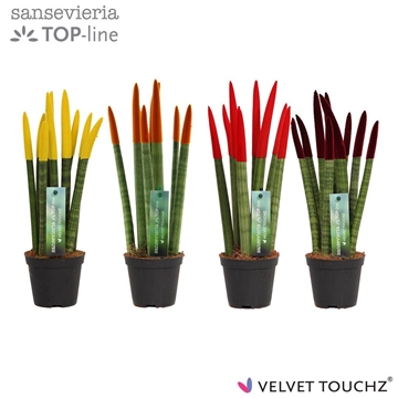 Sansevieria VELVET TOUCHZ&#174; Herfst mix