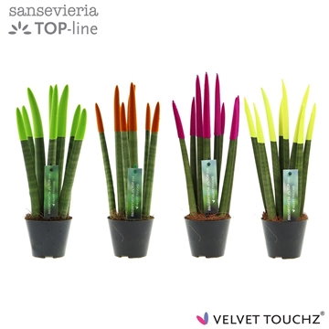 Sansevieria VELVET TOUCHZ&#174; Mix Neon