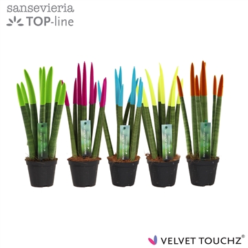 Sansevieria VELVET TOUCHZ&#174; Mix Ibiza