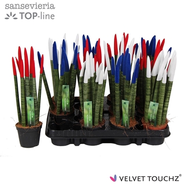 Sansevieria VELVET TOUCHZ&#174; Mix Frankrijk