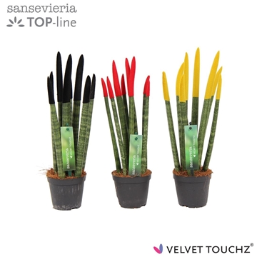 Sansevieria VELVET TOUCHZ&#174; Duitsland/Belgie