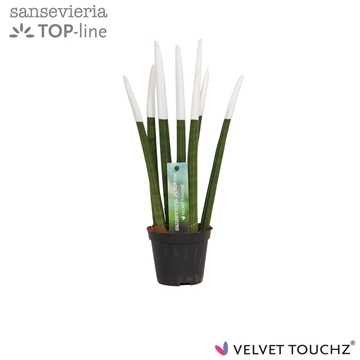 Sansevieria VELVET TOUCHZ&#174; Wit