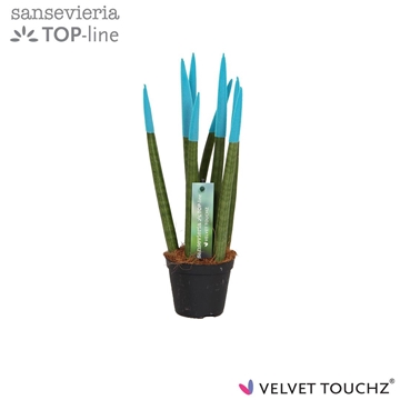 Sansevieria VELVET TOUCHZ&#174; Aqua