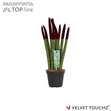 Sansevieria VELVET TOUCHZ&#174; Bordeaux