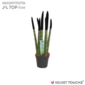 Sansevieria VELVET TOUCHZ&#174; Zwart
