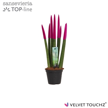 Sansevieria VELVET TOUCHZ&#174; Fuchsia