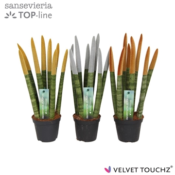 Sansevieria VELVET TOUCHZ&#174; Metallic Mix