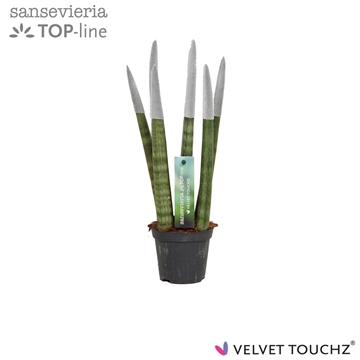Sansevieria VELVET TOUCHZ&#174; Metallic Zilver